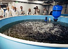 Рыбоводы Челябинской области обсудили перспективы развития отрасли Рыбоводы Челябинской области обсудили перспективы развития отрасли